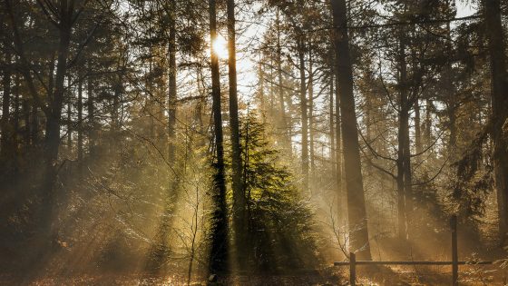 Láska bez očekávání bozi dary zedx